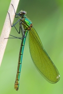Fem.Banded Demoiselle on reed stem.