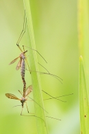Mating Craneflies. July '16.