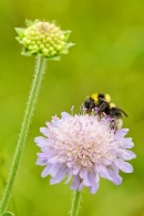 Bumble Bee on scabious. July '19.