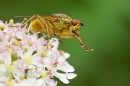Yellow dung fly 5. June '20.