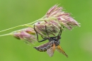 Robber fly. June '20.