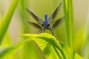 Male Banded Demoiselle 2. June '20.