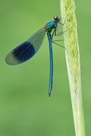 Male Banded Demoiselle 1. June '20.