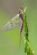 Mayfly. June '20.
