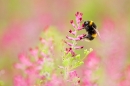 Bumble bee feeding over Common Fumitory 3. July. '20.