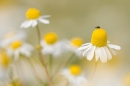 Beetle on Corn Chamomile. July '20.