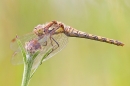 Female Common Darter 3. July '20.