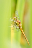Female Common Darter 2. July '20.
