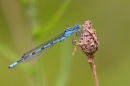 Male Common Blue Damselfly 2. July '20.