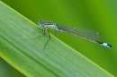 Blue tailed Damselfly,m. July '20.