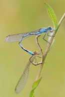 Mating Common Blue damselflies. July '20.