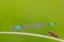 Male Black tailed damselfly and beastie. July '20.