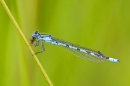 Male Common Blue damselfly feeding 2. July '20.