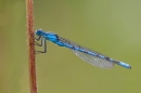 Male Common Blue damselfly 5. July '20.