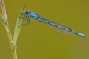 Male Common Blue damselfly 4. July '20.