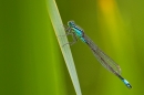 Blue tailed damselfly 4. July '20.