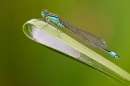 Blue tailed damselfly 3. July '20.