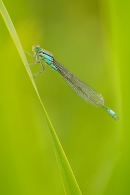 Blue tailed damselfly 2. July '20.