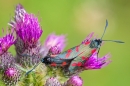 Mating 6 Spot Burnet moths on thistle. July '20.