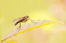 Robber Fly on leaf. July '20.