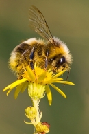 Bumble bee on ragwort. Aug. '20.