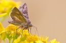 Silver Y moth feeding on ragwort 2. Aug. '20.