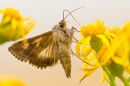 Silver Y moth feeding on ragwort. Aug. '20.