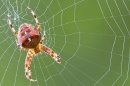 Garden Spider 1. Aug. '21.