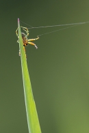 Multi coloured Spider on grass stem. May. '23.