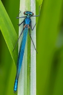 Male Banded Demoiselle topside. Jun. '23.