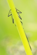 Peek a boo underside of male Banded Demoiselle. Jun. '23.