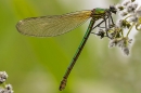 Female Banded Demoiselle. Jun. '23.