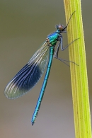 Male Banded Demoiselle 1. Jun. '23.