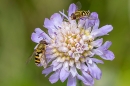 Hoverflies on scabious. Jul. '23.