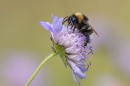 Bumble bee on scabious. Jul. '23.