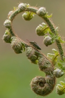 Shield Bug on unfolding fern. May. '24.