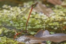 Large Red damselflies paired and egg laying. May. '24.