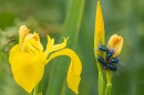 Bluebottle Flies and yellow flag iris. May. '24.