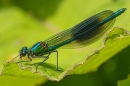 Male Banded Demoiselle. Jun. '24.