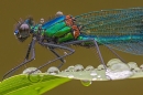 Male Banded Demoiselle and raindrops,close up. Jun. '24.
