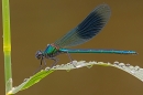 Male Banded Demoiselle and raindrops. Jun. '24.