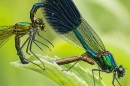 Banded Demoiselles mating,close up. Jul. '24.
