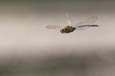 Hovering dragonfly. Jul. '24.