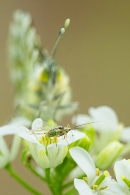 The Bug and the Orange Tip. May. '25.