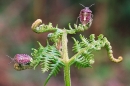 2 Shield Bugs on bracken.