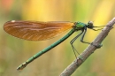 Beautiful Demoiselle,f.