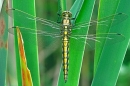 Black Tailed Skimmer,f.