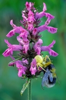 Crab Spider with bumble bee prey.