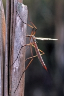 Cranefly.