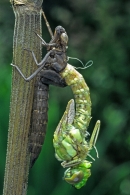 Emerging Common Hawker dragonfly.